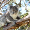 Koala Marsupial Animal Wild Mammal  - BeckyTregear / Pixabay