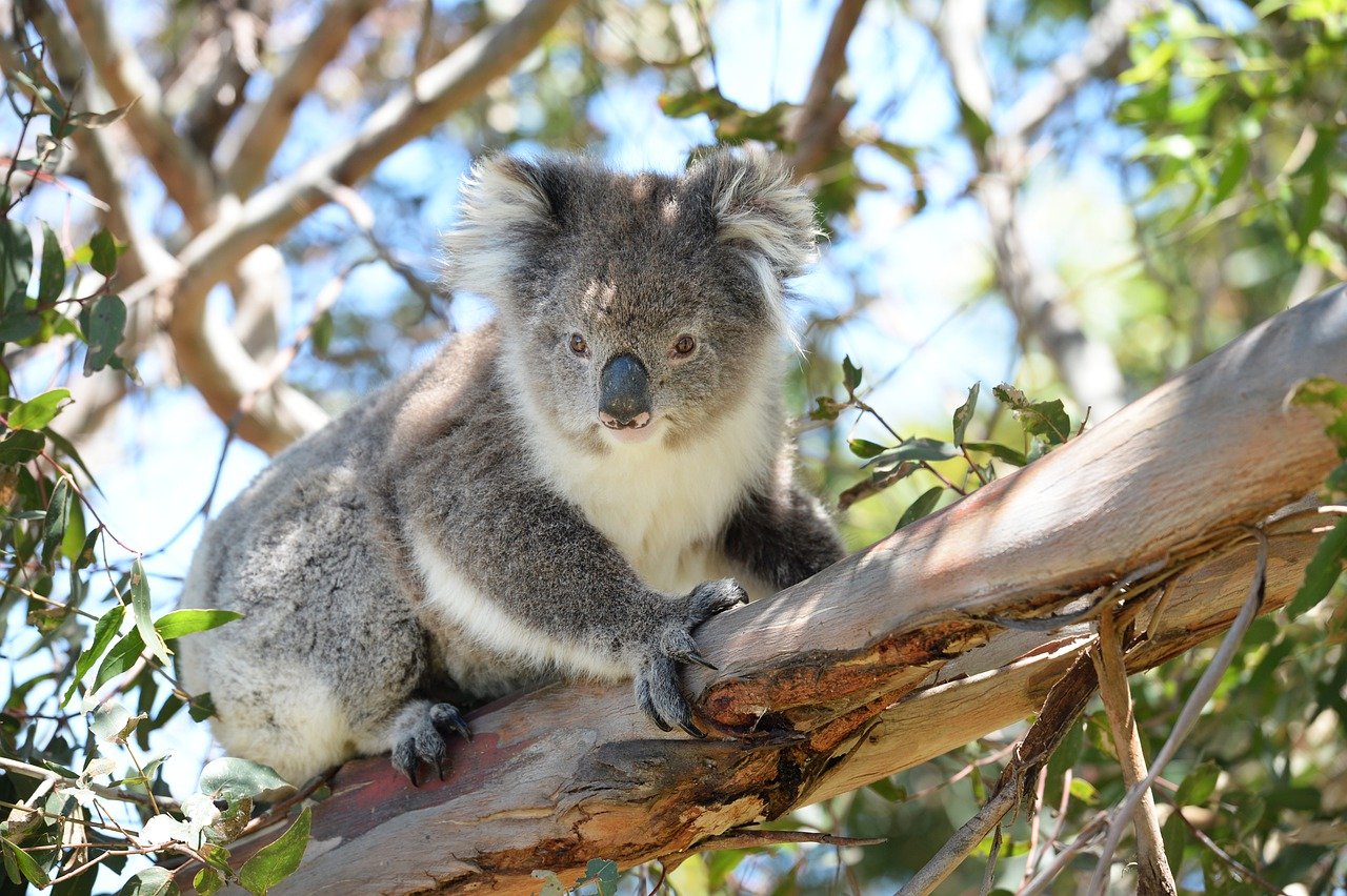 Koala Marsupial Animal Wild Mammal  - BeckyTregear / Pixabay