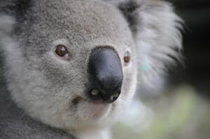 koala nature animals legs 630117