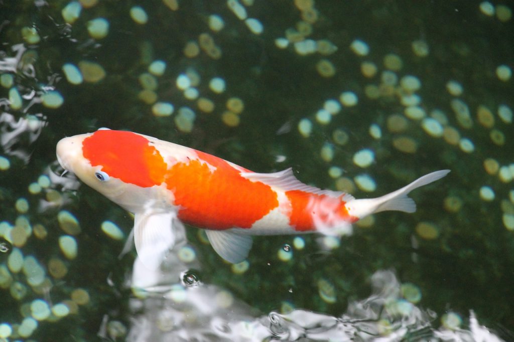Koi Fish Tokyo Pond Japan  - Glorfmorph / Pixabay