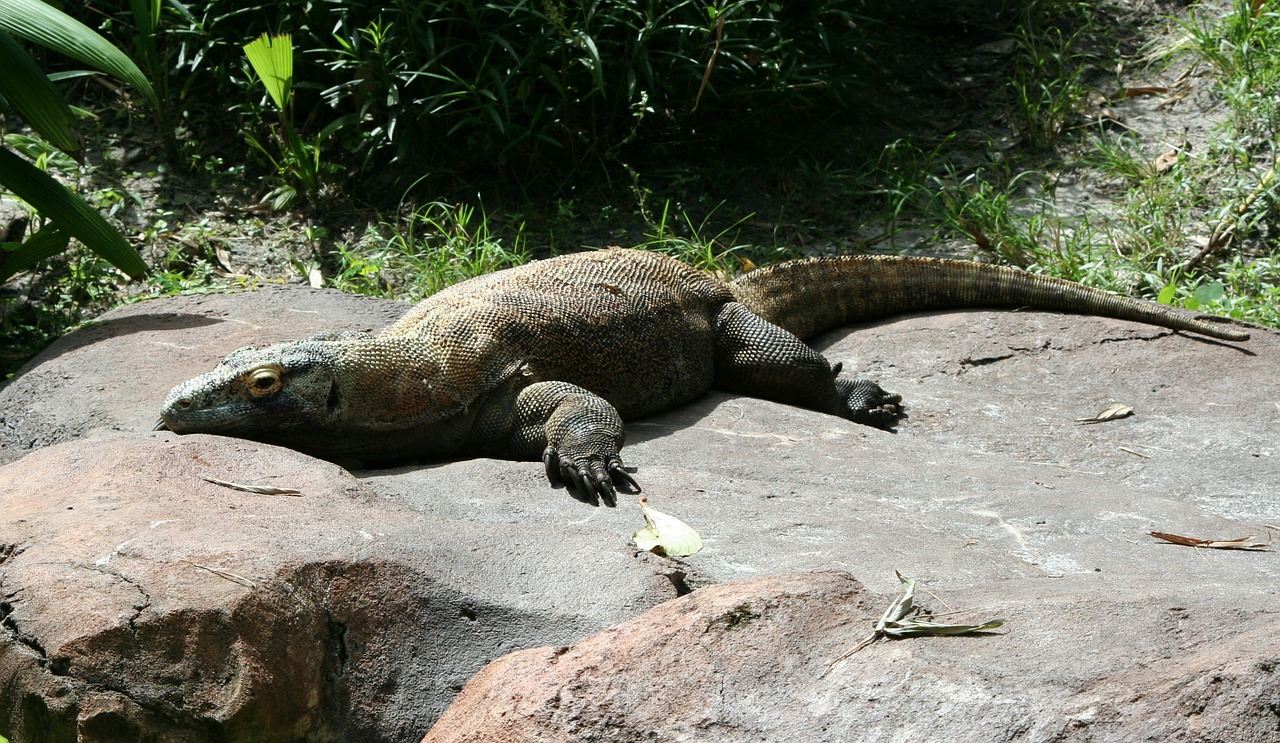 Komodo Dragon Komodo Monitor Lizard  - JamesDeMers / Pixabay