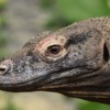 Komodo Dragon Reptile Lizard  - Garyuk31 / Pixabay