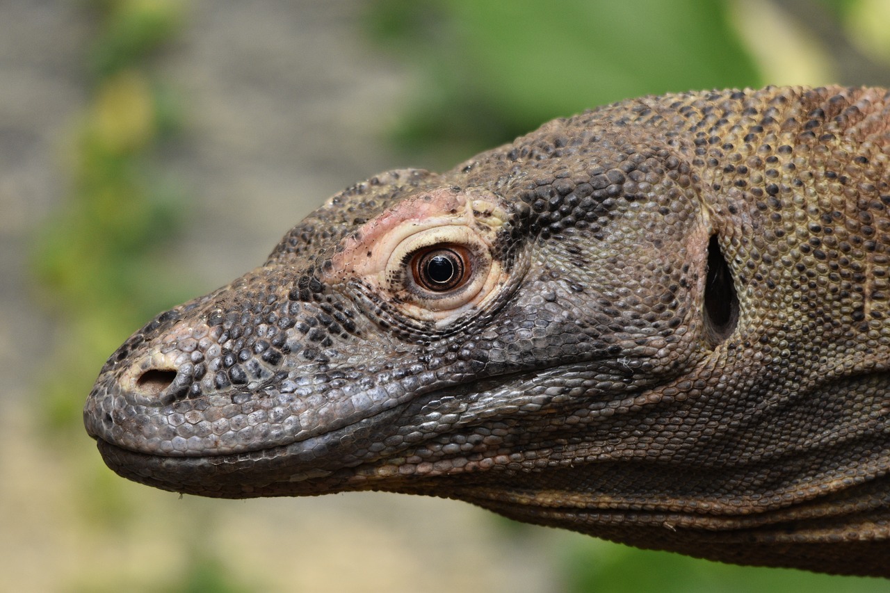 Komodo Dragon Reptile Lizard - Garyuk31 / Pixabay