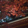 Koyasan Japan Temple  - yamabon / Pixabay