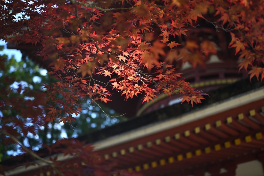 Koyasan Japan Temple  - yamabon / Pixabay