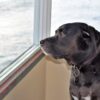 Lab Dog Retriever Canine Adorable  - RevsReels / Pixabay