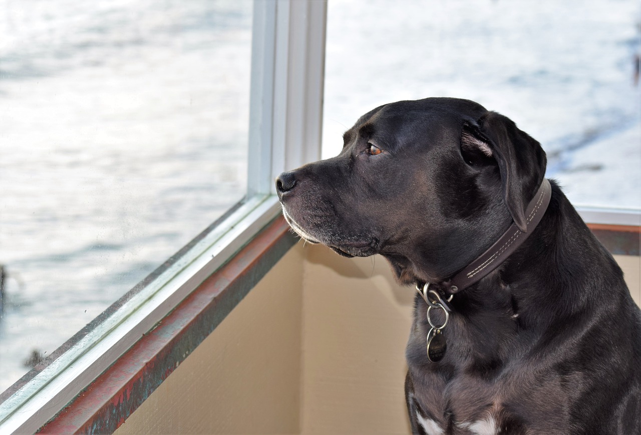 Lab Dog Retriever Canine Adorable  - RevsReels / Pixabay