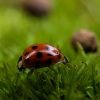 Ladybug Beetle Macro Photography  - gasiviki / Pixabay