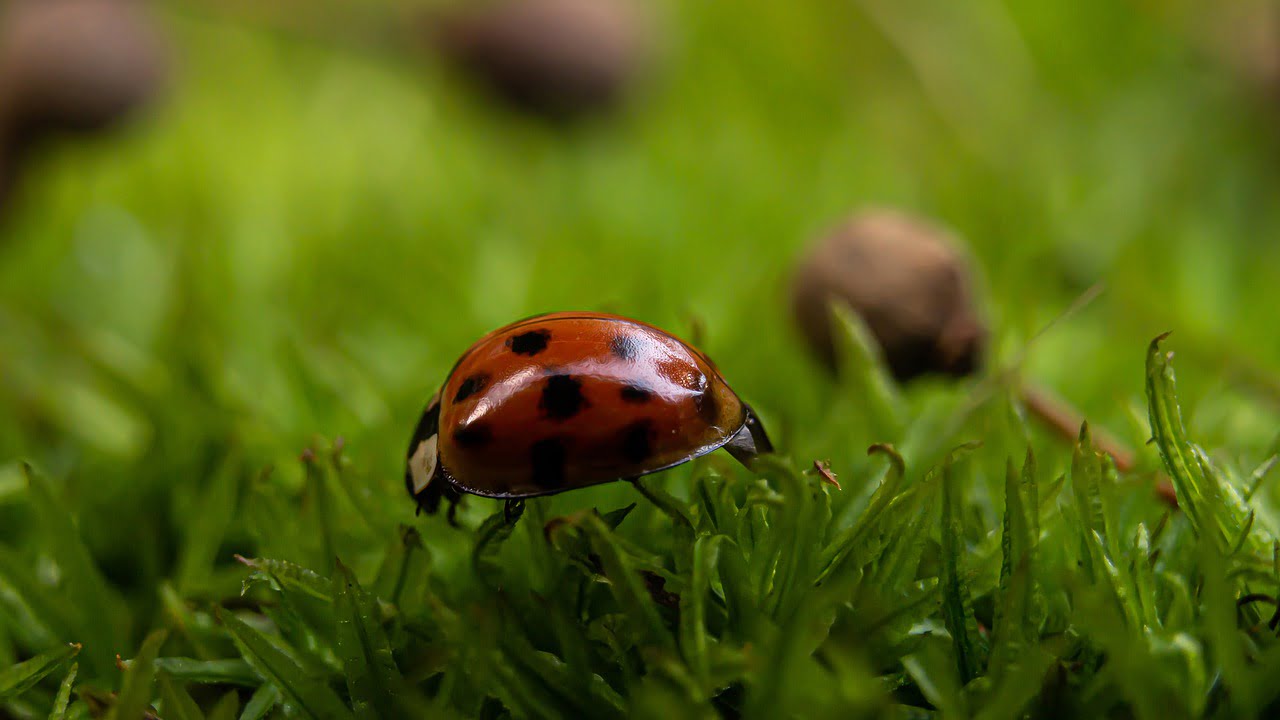 Ladybug Beetle Macro Photography  - gasiviki / Pixabay