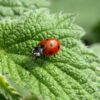 ladybug insect ladybird beetle 349456