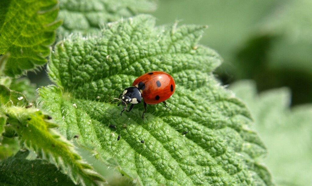 ladybug insect ladybird beetle 349456