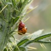 Ladybug Pairing Sex Reproduction  - Didgeman / Pixabay