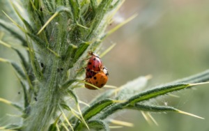 Ladybug Pairing Sex Reproduction  - Didgeman / Pixabay