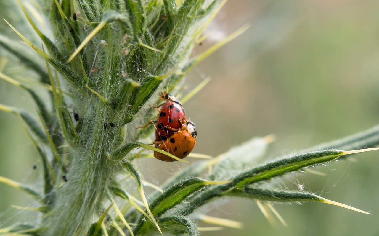 Ladybug Pairing Sex Reproduction - Didgeman / Pixabay
