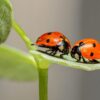 ladybugs insects pair 1593406