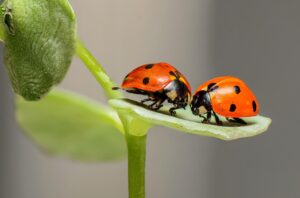 ladybugs insects pair 1593406