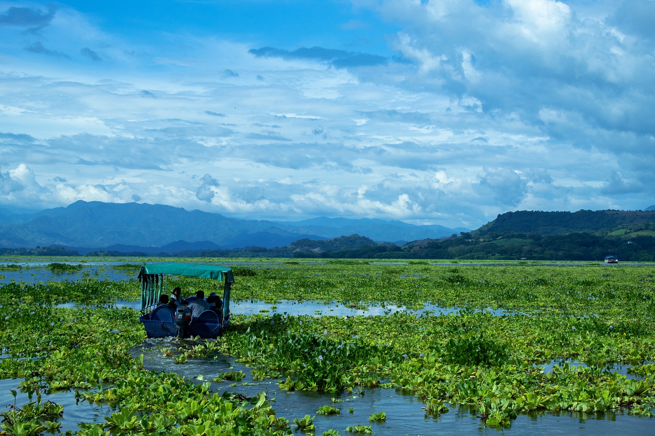 Lake Boat Plants Aquatic Plants  - ArlynM / Pixabay