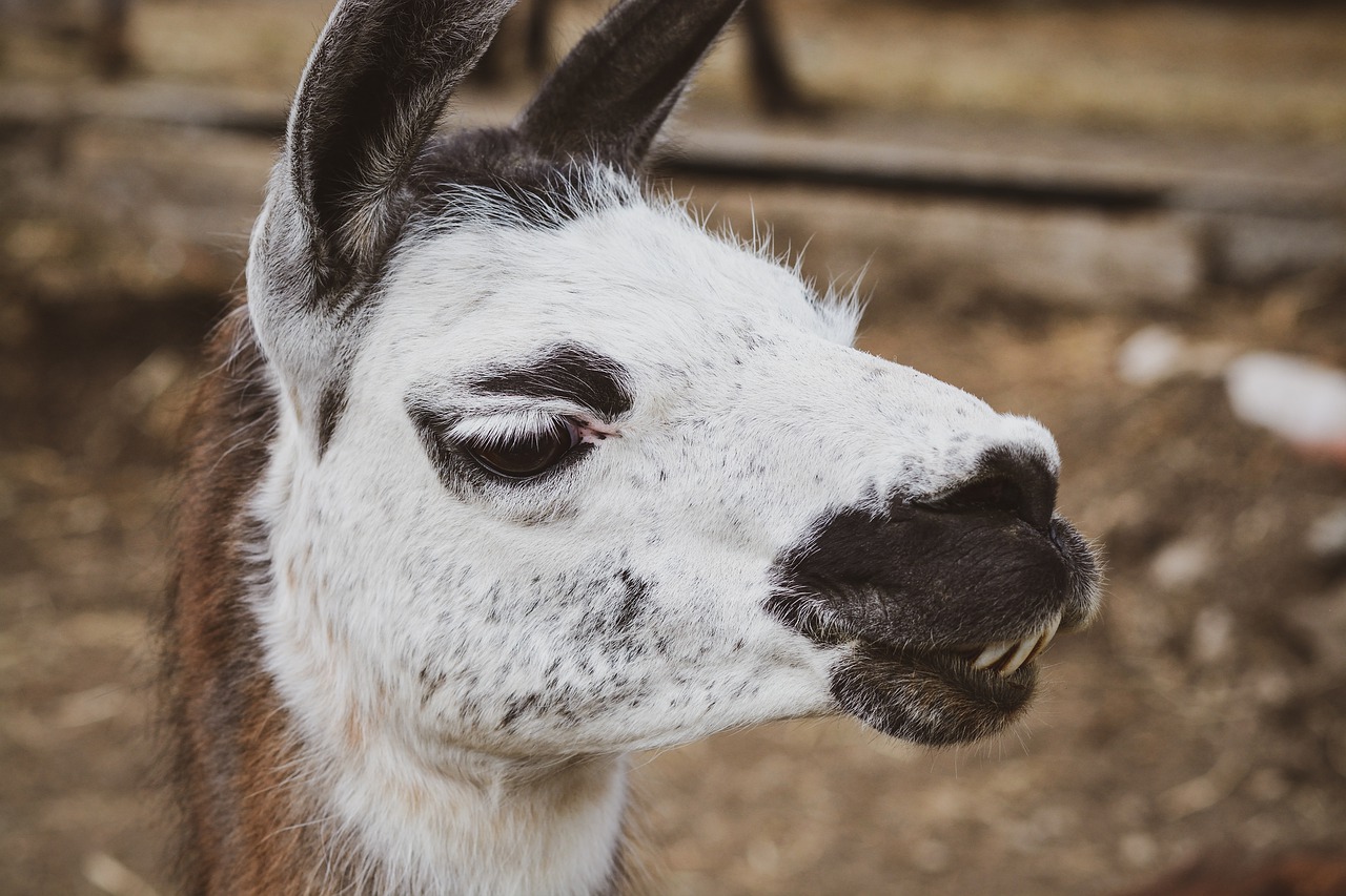 Lama Alpaca Head Fur  - Pezibear / Pixabay