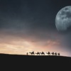 Landscape Desert Camels Moon Night  - ELG21 / Pixabay