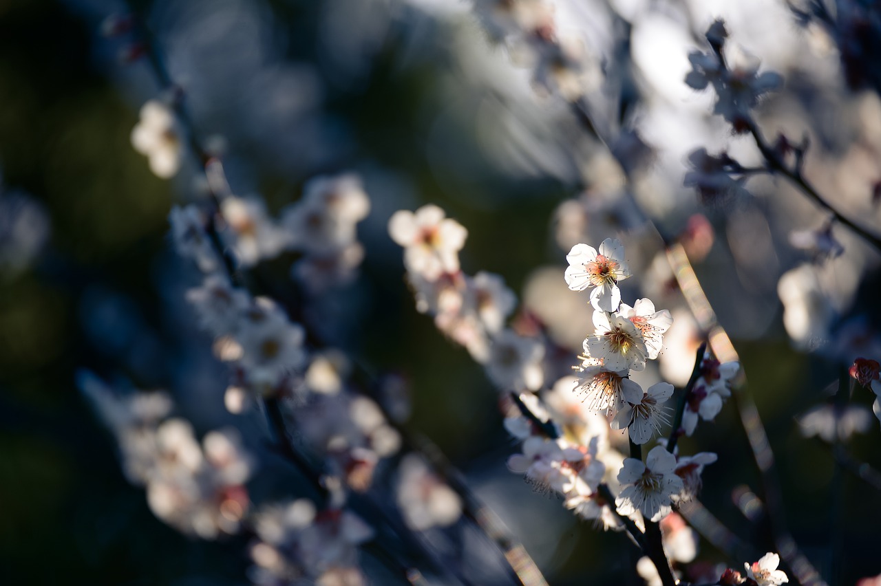 Landscape Flowers Plant Natural  - shell_ghostcage / Pixabay
