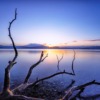 Landscape Lake Sunrise Fallen Trees  - Kanenori / Pixabay