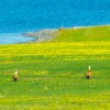Landscape Lakeside Duck Outdoors  - Kanenori / Pixabay