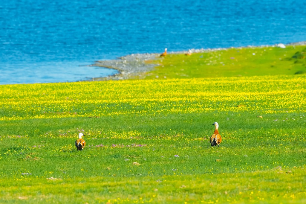 Landscape Lakeside Duck Outdoors  - Kanenori / Pixabay