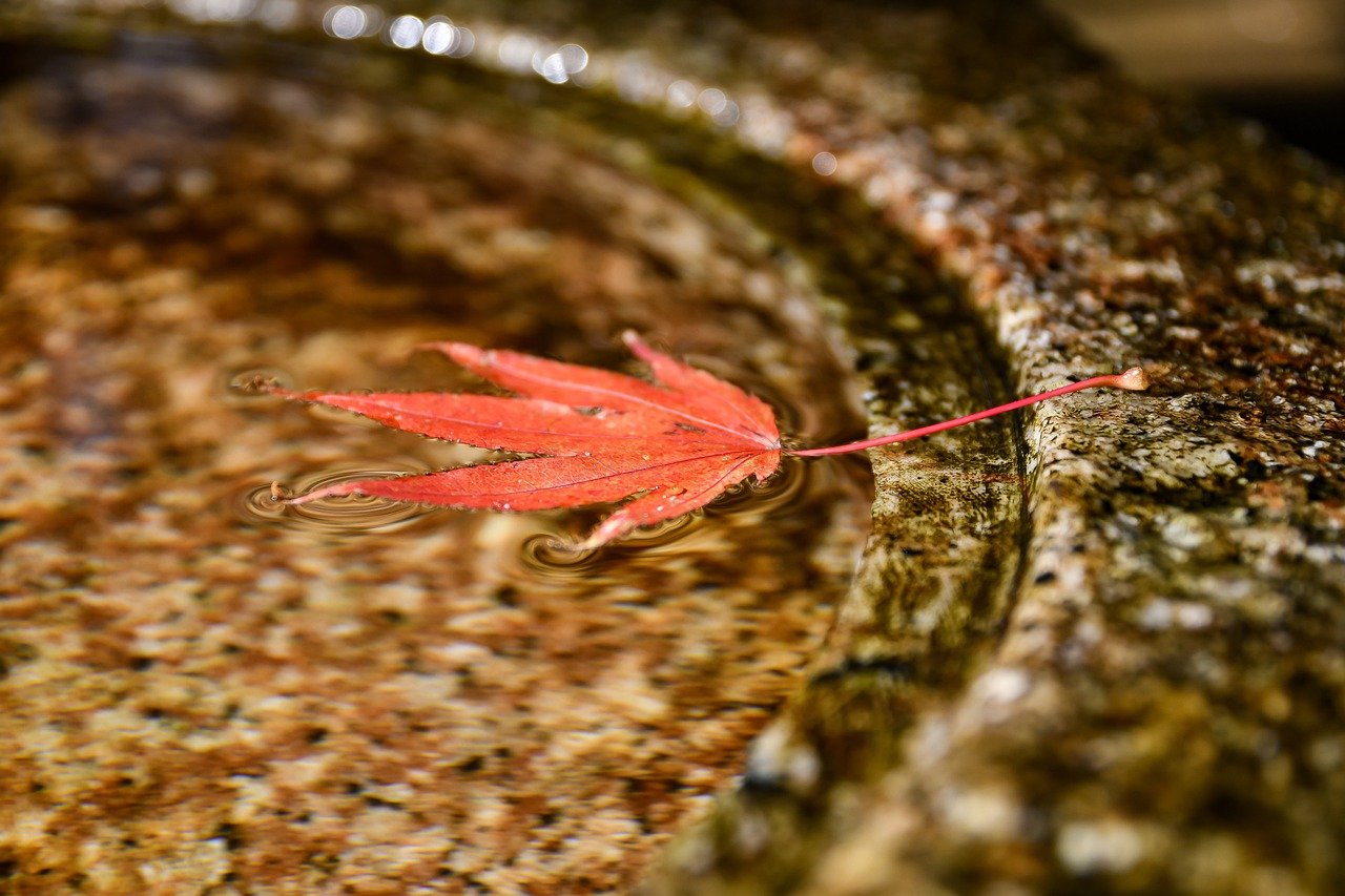 Landscape Plant Leaf Maple Leaf  - Johnnys_pic / Pixabay