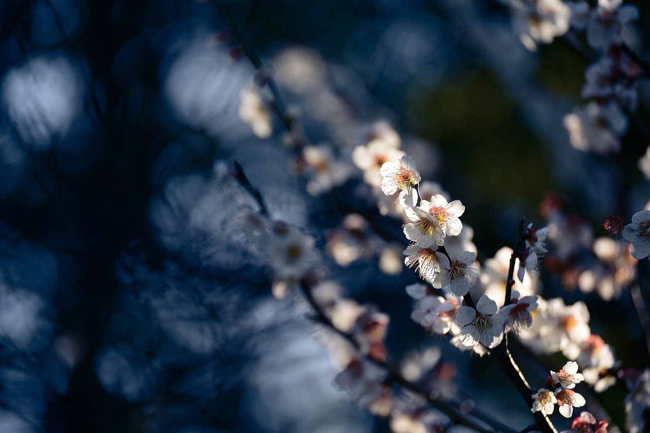 Landscape Plant Natural Flowers - shell_ghostcage / Pixabay