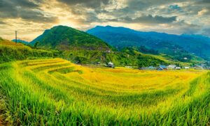 Landscape Terraces Rice Field Crop  - TranDuyet / Pixabay