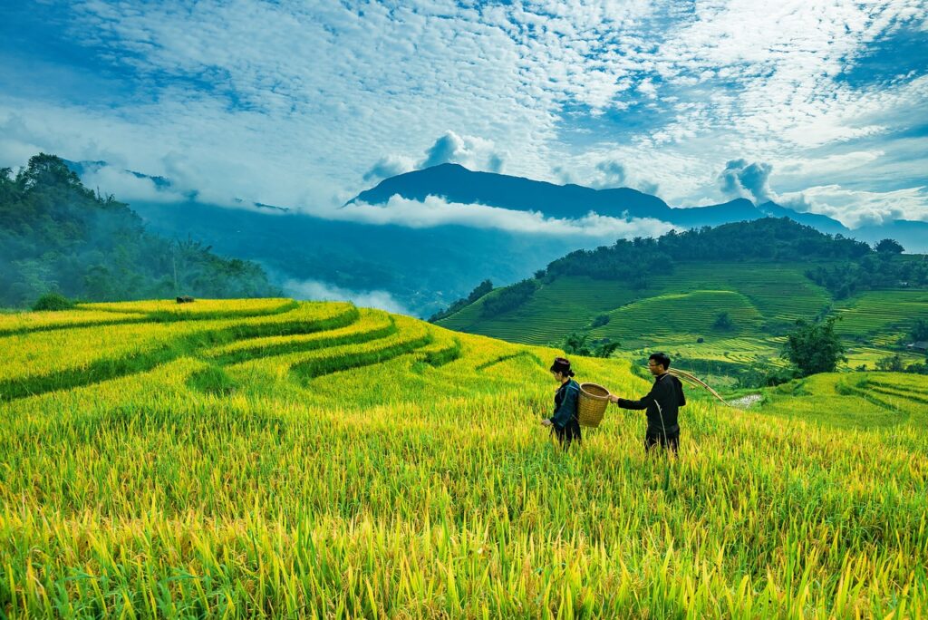 Landscape Terraces Rice Paddy  - TranDuyet / Pixabay
