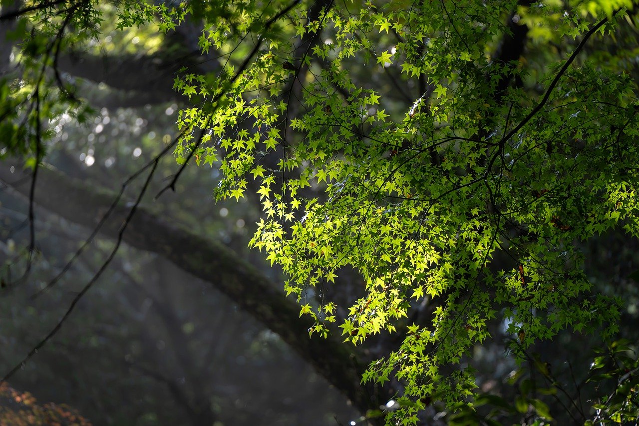 Landscape The Woods Acer Amoenum  - KANENORI / Pixabay