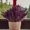 Lavender Bokeh Plant Nature Purple  - urirenataadrienn / Pixabay