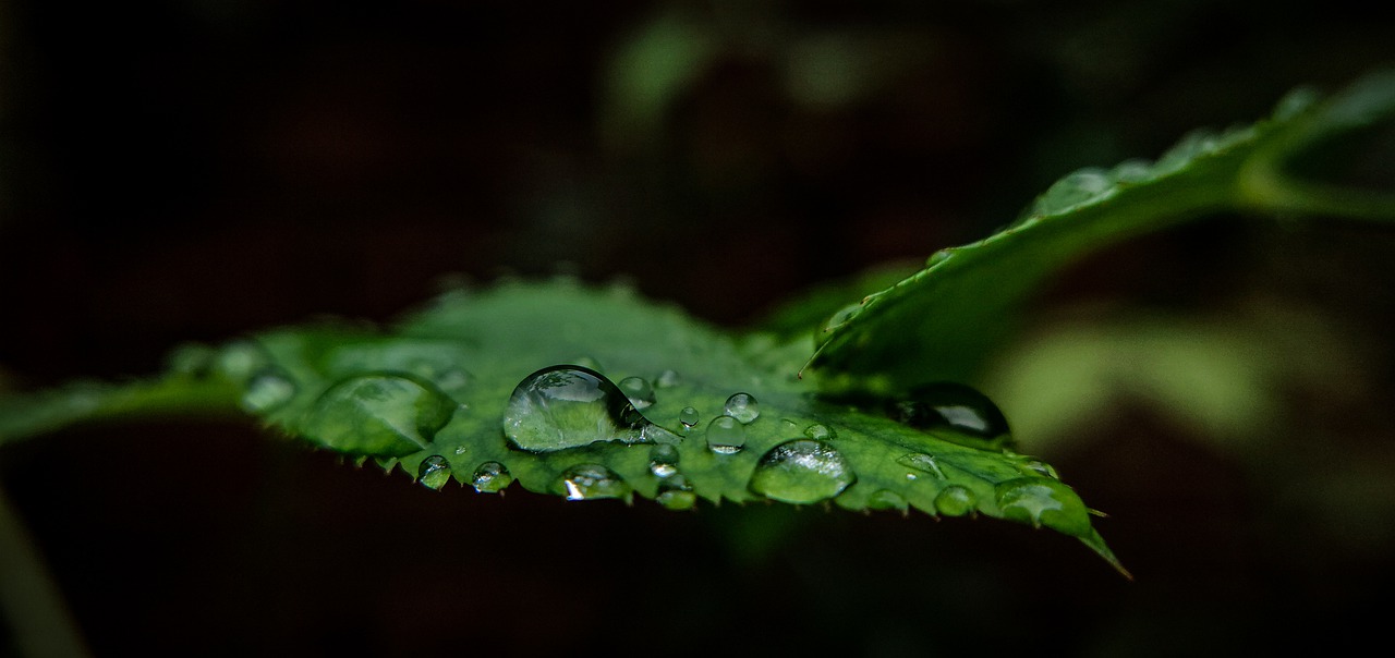 Leaf Drops Rain Droplets Surface - phonephotophactory / Pixabay