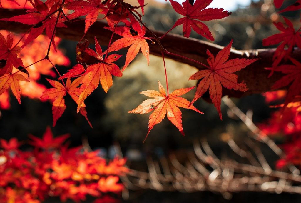 Leaf Fall Tree Red Autumn Momiji  - VictorNakamura / Pixabay