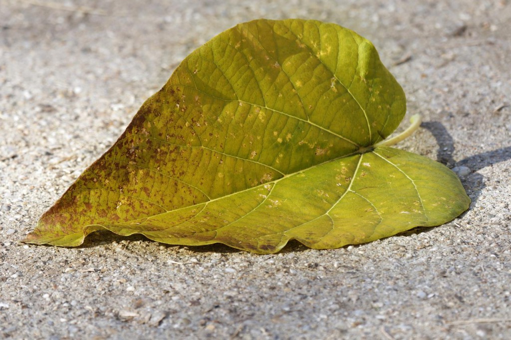 Leaf Green Leaf Fallen Leaf Autumn  - Surprising_Shots / Pixabay