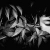 Leaves Boy Portrait Monochrome  - Victoria_Borodinova / Pixabay