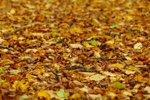 Leaves Fall Foliage Fallen Leaves  - gamagapix / Pixabay