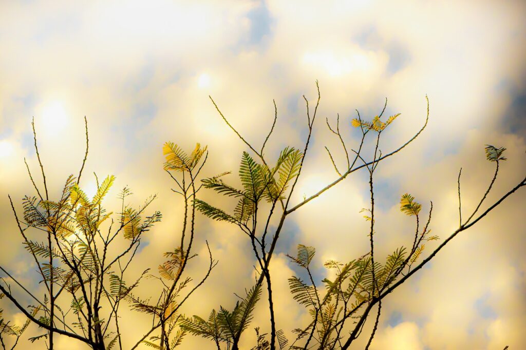 Leaves Tree Plant Branches Flora  - Ri_Ya / Pixabay