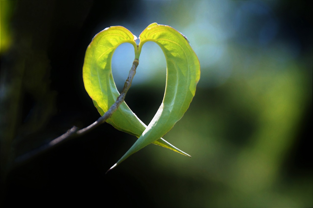 Leaves Twig Branch Foliage Plants  - ivabalk / Pixabay
