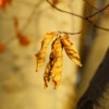 Leaves Withered Fall Autumn  - gosiak1980 / Pixabay