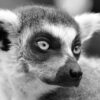 Lemur Arboreal Primate  - christels / Pixabay