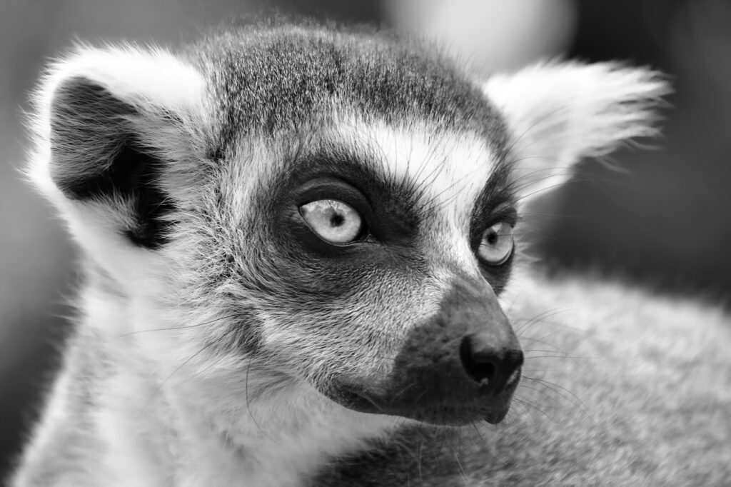 Lemur Arboreal Primate  - christels / Pixabay