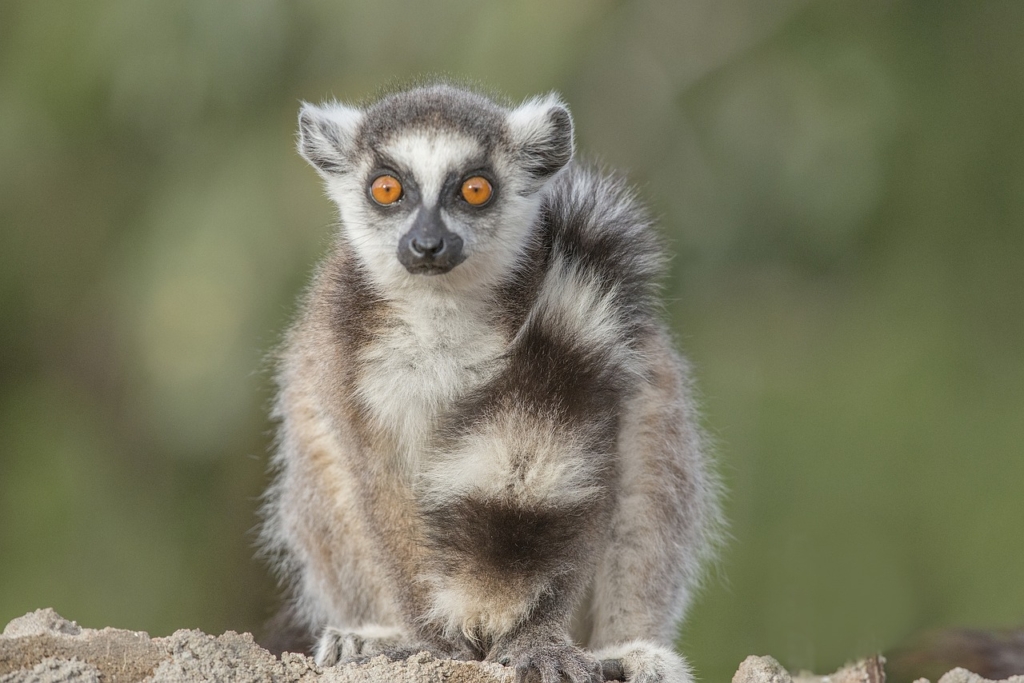 Lemur Ring Tailed Lemur Primate  - PuaBar / Pixabay