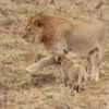Leo Lion Cub Young Lion King  - zoosnow / Pixabay