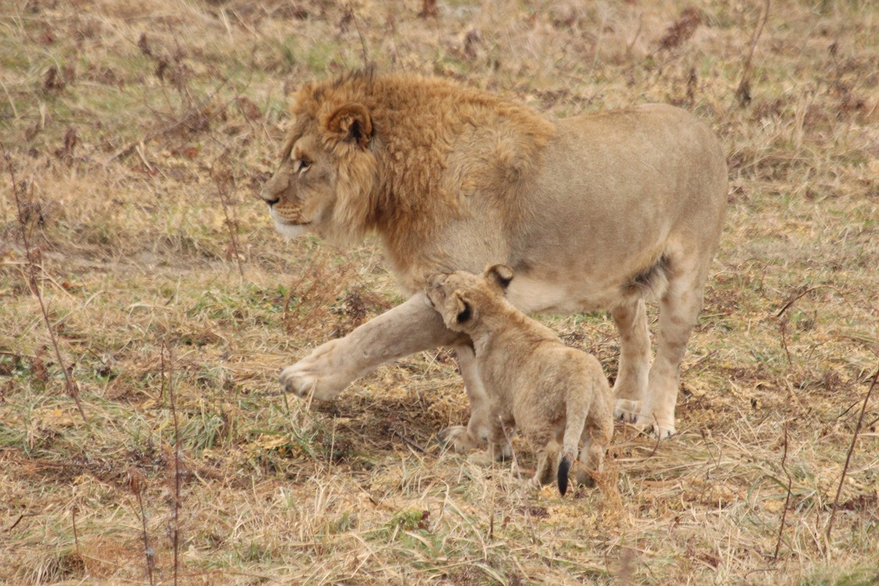 Leo Lion Cub Young Lion King - zoosnow / Pixabay