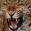 Leopard Animal Mammal Predator  - kmisikova / Pixabay