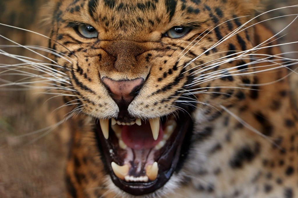Leopard Animal Mammal Predator  - kmisikova / Pixabay