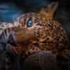 Leopard Animal Wildlife Nature  - GjataErvin / Pixabay