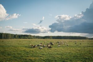 a herd of cattle grazing on a lush green field